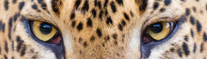 The 'king' of Yala National Park, the majestic leopard, Panthera pardus kotiya, grooming his paw. Sri Lanka, Asia. Nikon D4, 500mm, f/4.0