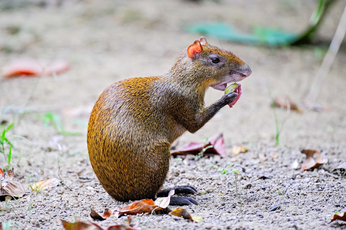 Agouti_2011_0001.jpg