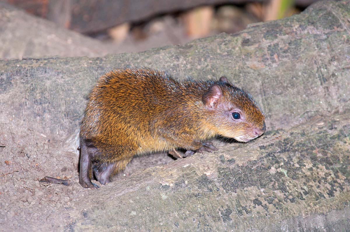 Agouti_2011_0005.jpg