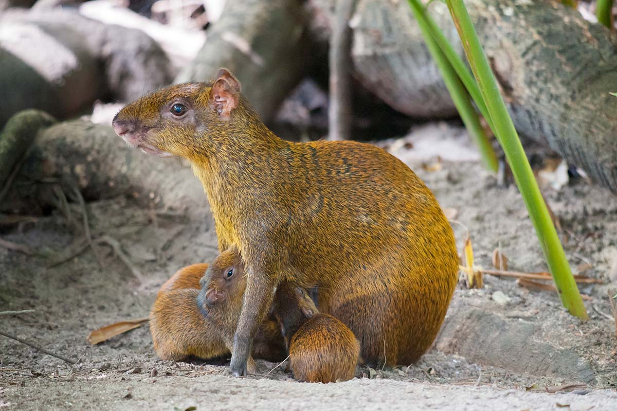 Agouti_2011_0025.jpg