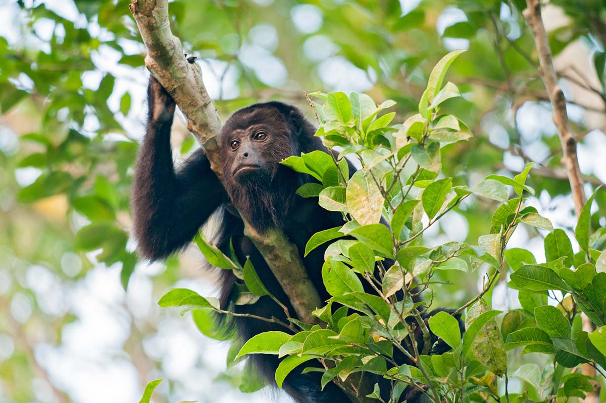 Black_howler_monkey_2009_0016.jpg