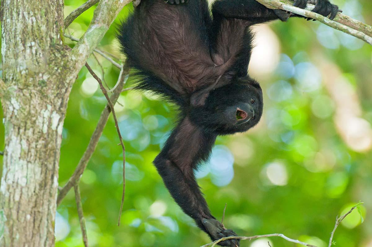 Black_howler_monkey_2010_0006.jpg