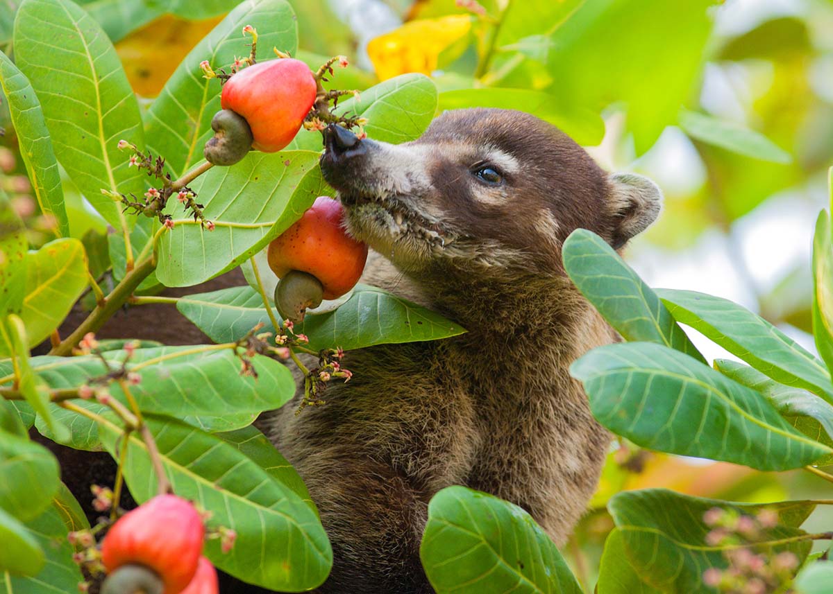 Coatimundi_2007_0025.jpg