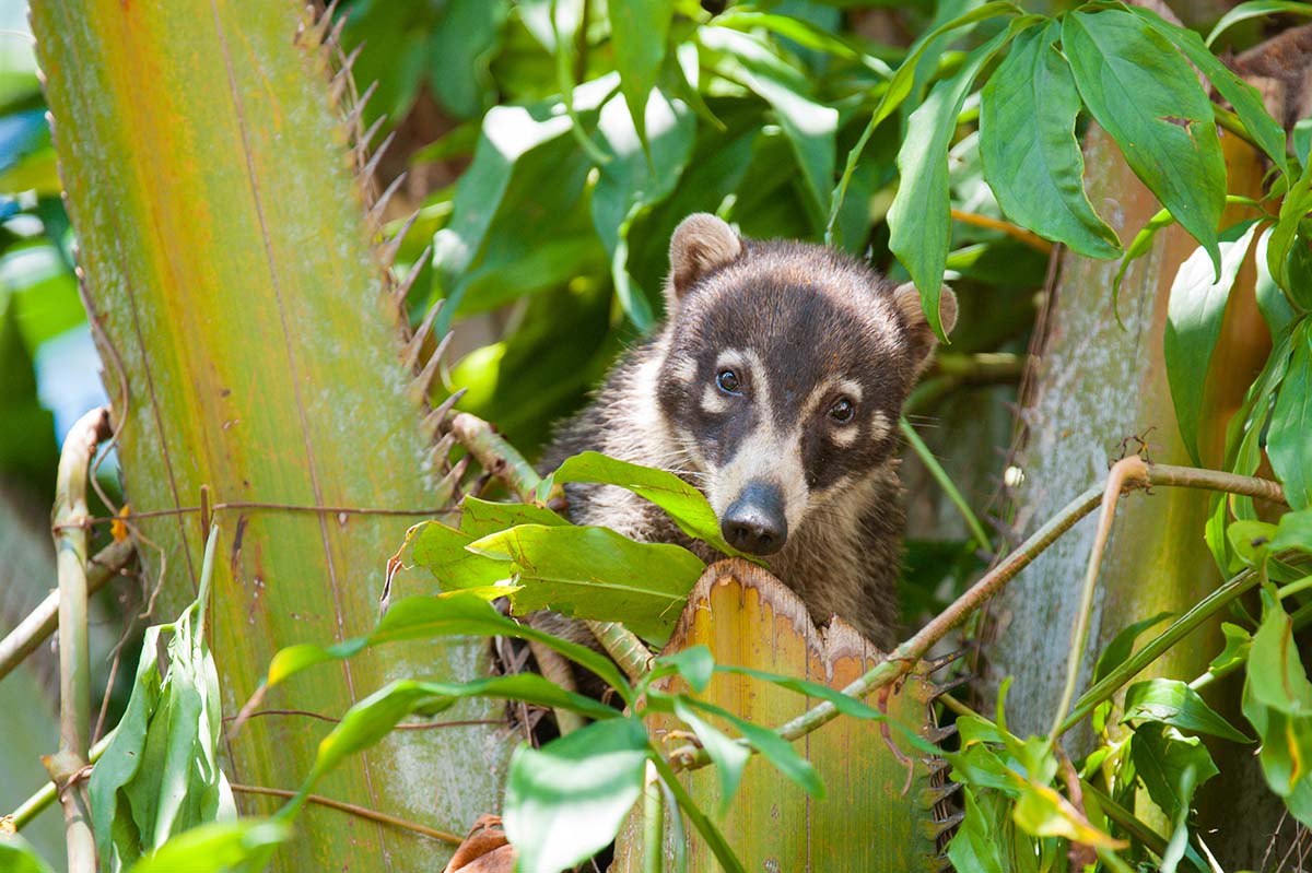 Coatimundi_2010_0003.jpg