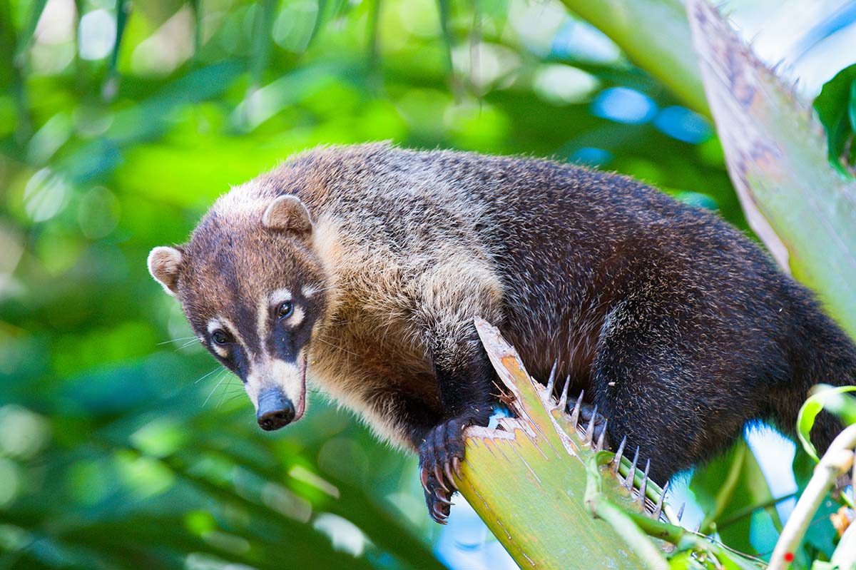 Coatimundi_2010_0007.jpg