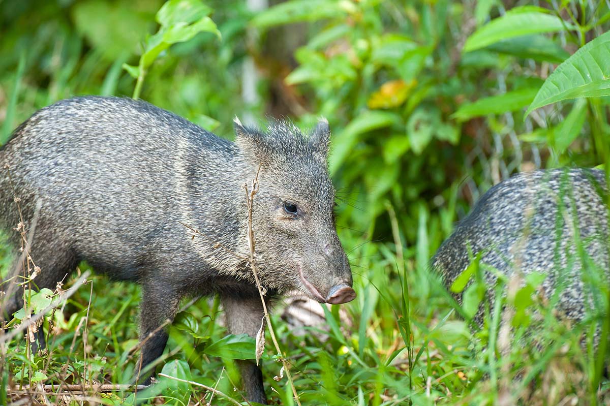 Collared_peccary_2009_0001.jpg