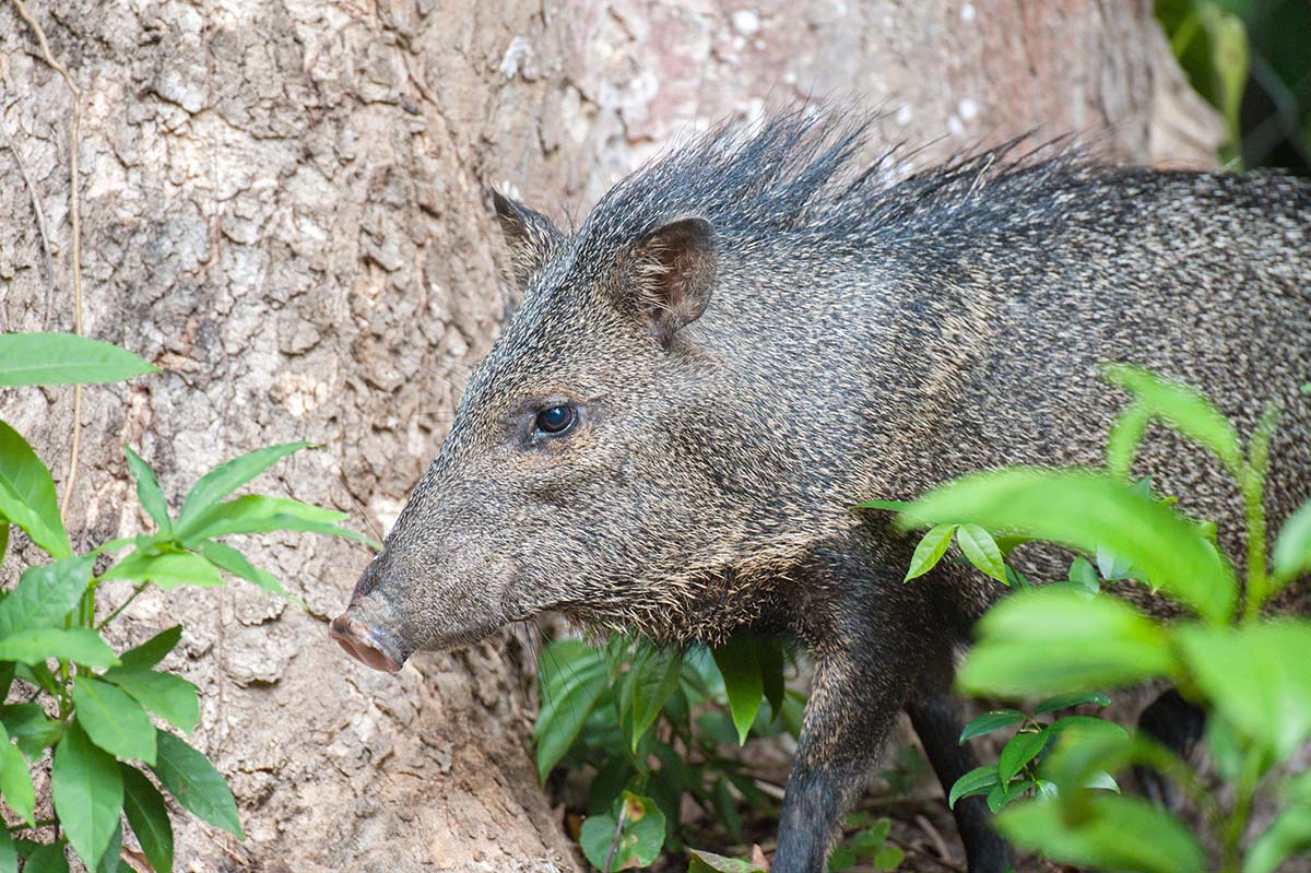 Collared_peccary_2009_0006.jpg