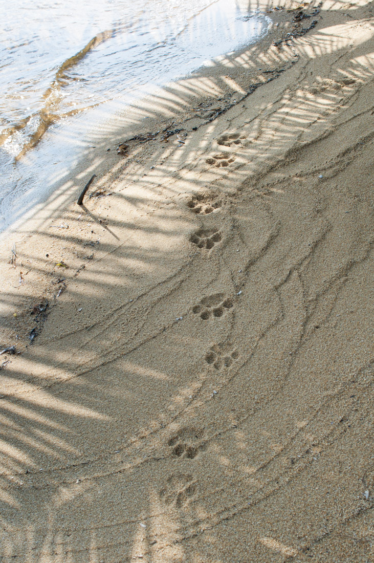 Fresh jaguar footprints on the seaside, Kanantik Reef & Jungle Resort, Belize, Central America