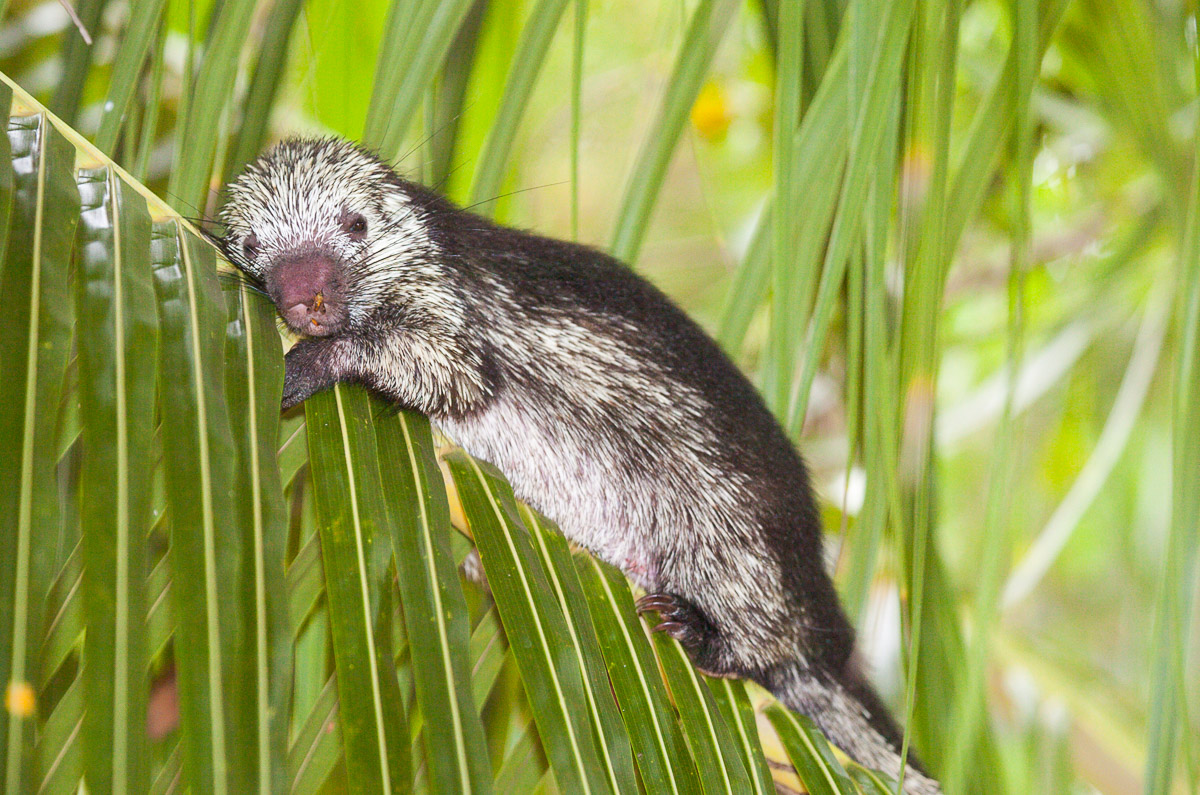 Mexican hairy porcupine, Belize