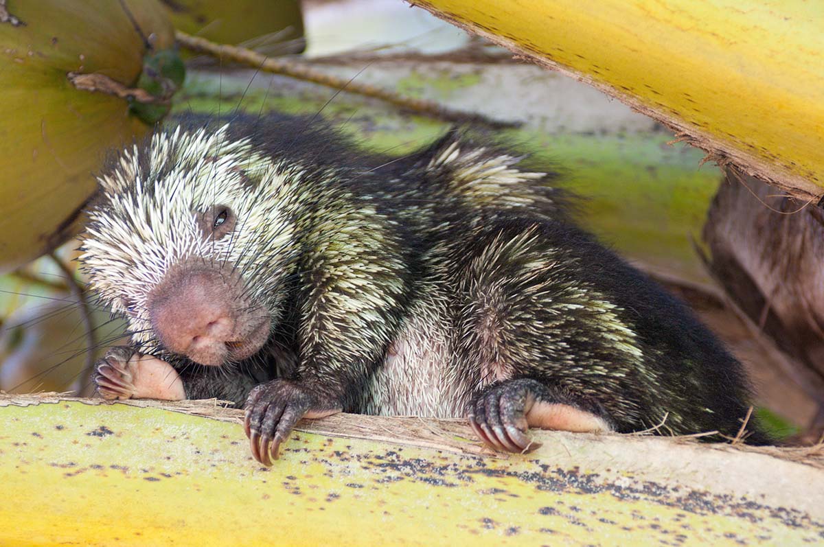 Mexican_porcupine_2008_0003.jpg