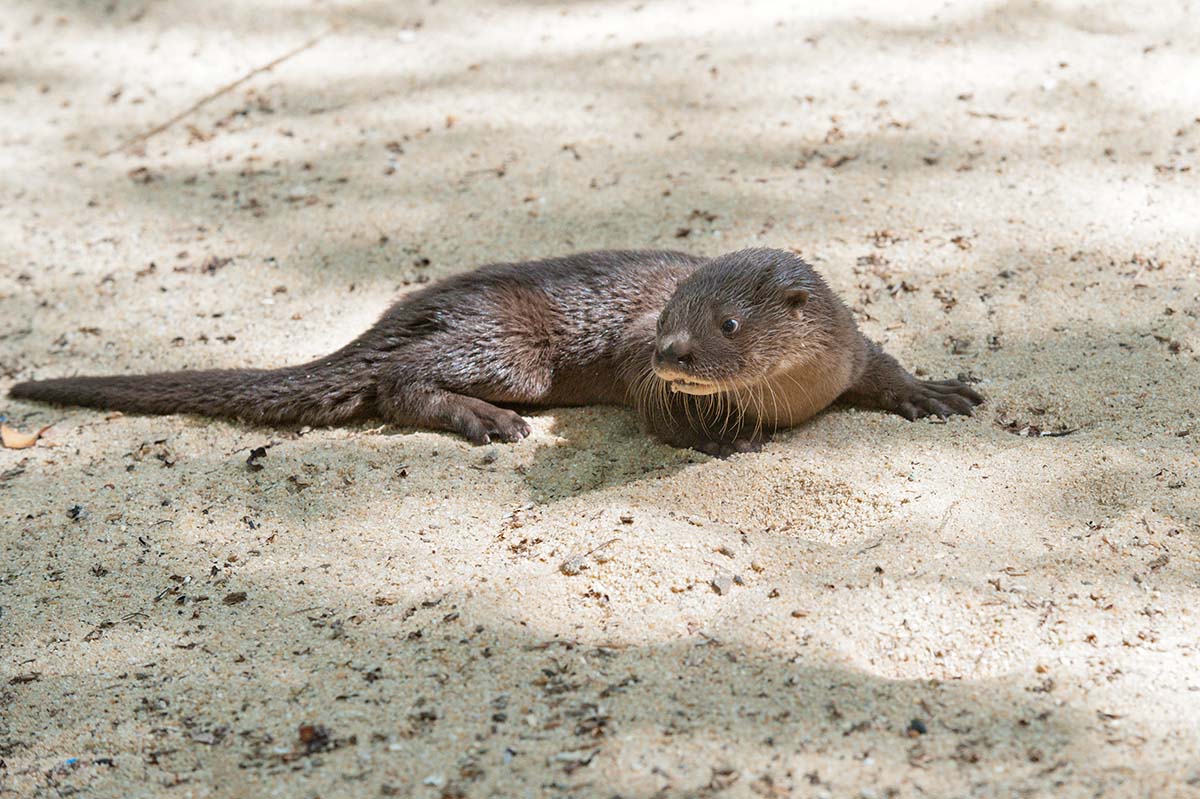 Neotropical_otter_2011_0005.jpg