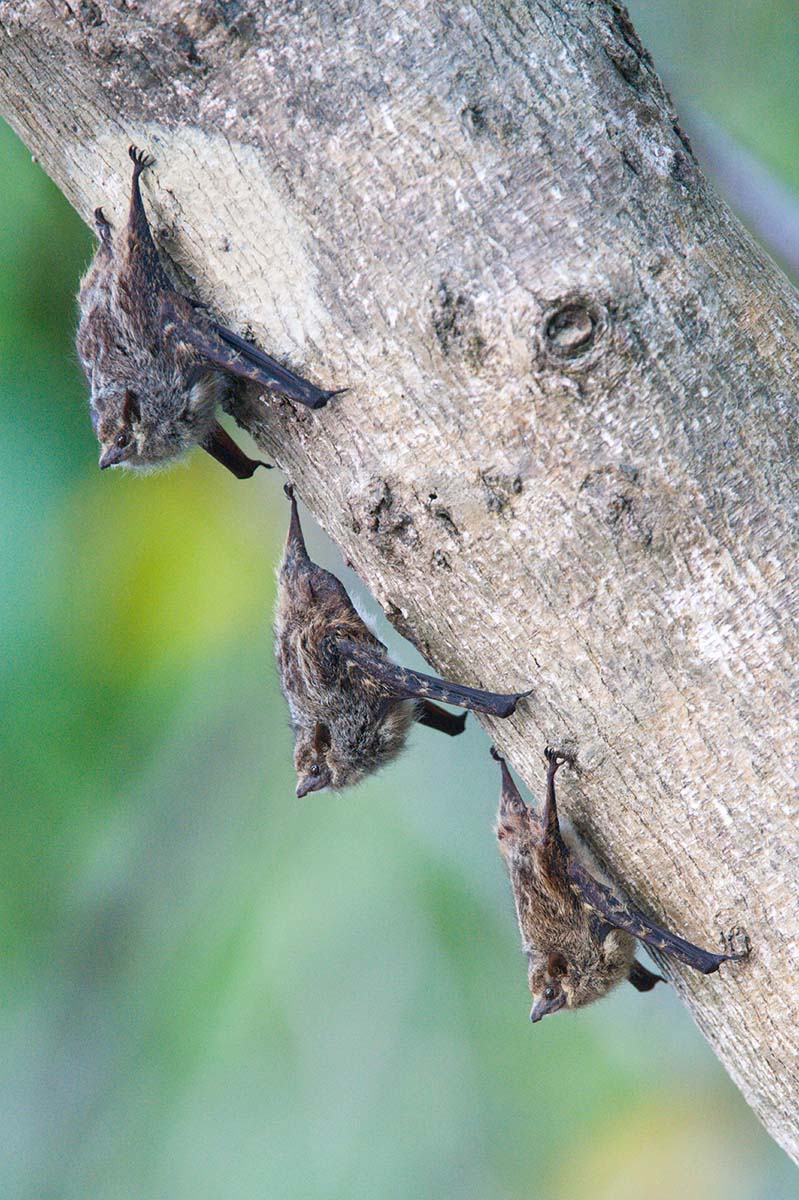 Proboscis_bats_2011_0001.jpg