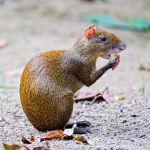 Agouti_2011_0001.jpg