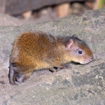 Agouti_2011_0005.jpg