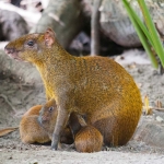 Agouti_2011_0025.jpg