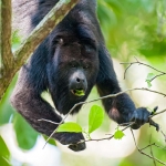 Black_howler_monkey_2010_0004.jpg