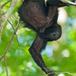 Black_howler_monkey_2010_0006.jpg