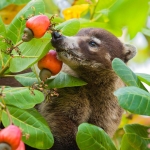 Coatimundi_2007_0025.jpg