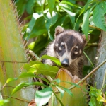 Coatimundi_2010_0003.jpg