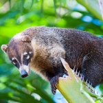 Coatimundi_2010_0007.jpg