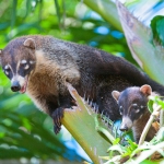 Coatimundi_2010_0008.jpg