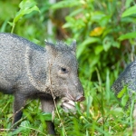 Collared_peccary_2009_0001.jpg