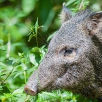 Collared_peccary_2009_0005.jpg