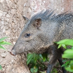 Collared_peccary_2009_0006.jpg