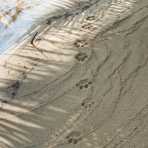 Fresh jaguar footprints on the seaside, Kanantik Reef & Jungle Resort, Belize, Central America