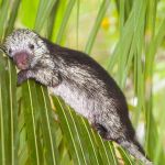 Mexican hairy porcupine, Belize