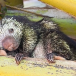 Mexican_porcupine_2008_0003.jpg