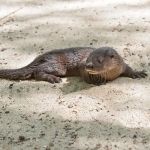 Neotropical_otter_2011_0005.jpg