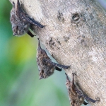 Proboscis_bats_2011_0001.jpg