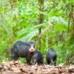 White_lipped_peccary_2009_0001.jpg