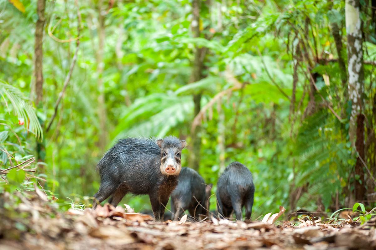 White_lipped_peccary_2009_0001.jpg