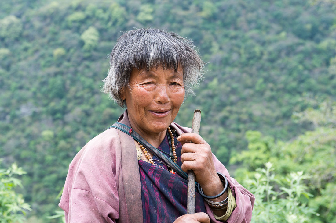 Old woman in the countryside, walking her cows home, Kingdom of Bhutan, Asia