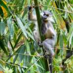 Gray langur, Semnopithecus entellus on the west side of Bhutan. Kingdom of Bhutan, Asia.