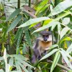 Gray langur, Semnopithecus entellus on the west side of Bhutan. Kingdom of Bhutan, Asia.