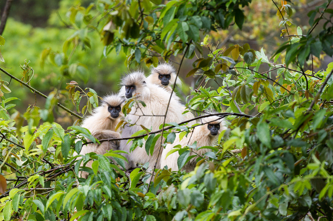 A group of golden langur, Trachypithecus geei, on the west side of Bhutan. Kingdom of Bhutan, Asia.on the west side of Bhutan. Kingdom of Bhutan, Asia.