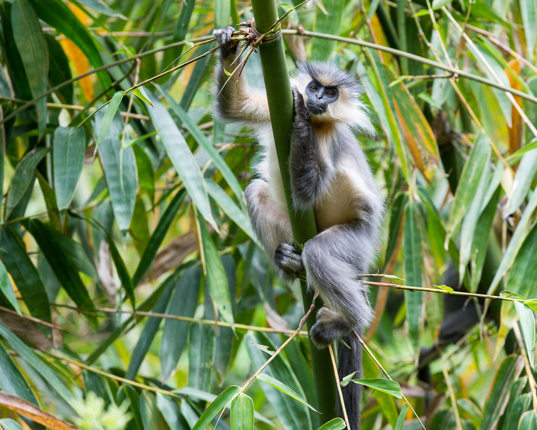 Gray langur, Semnopithecus entellus on the west side of Bhutan. Kingdom of Bhutan, Asia.