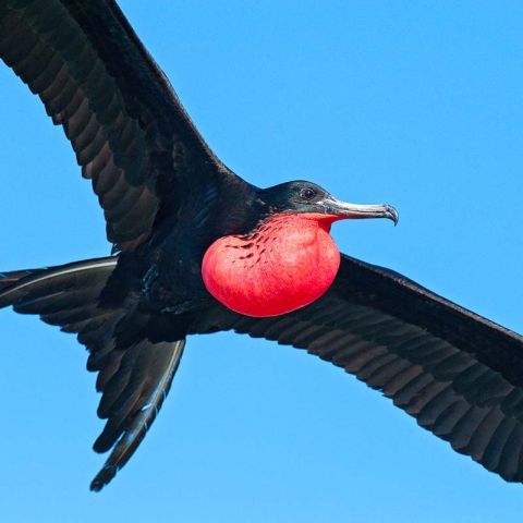 Birds In Flight
