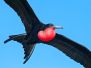 Birds In Flight
