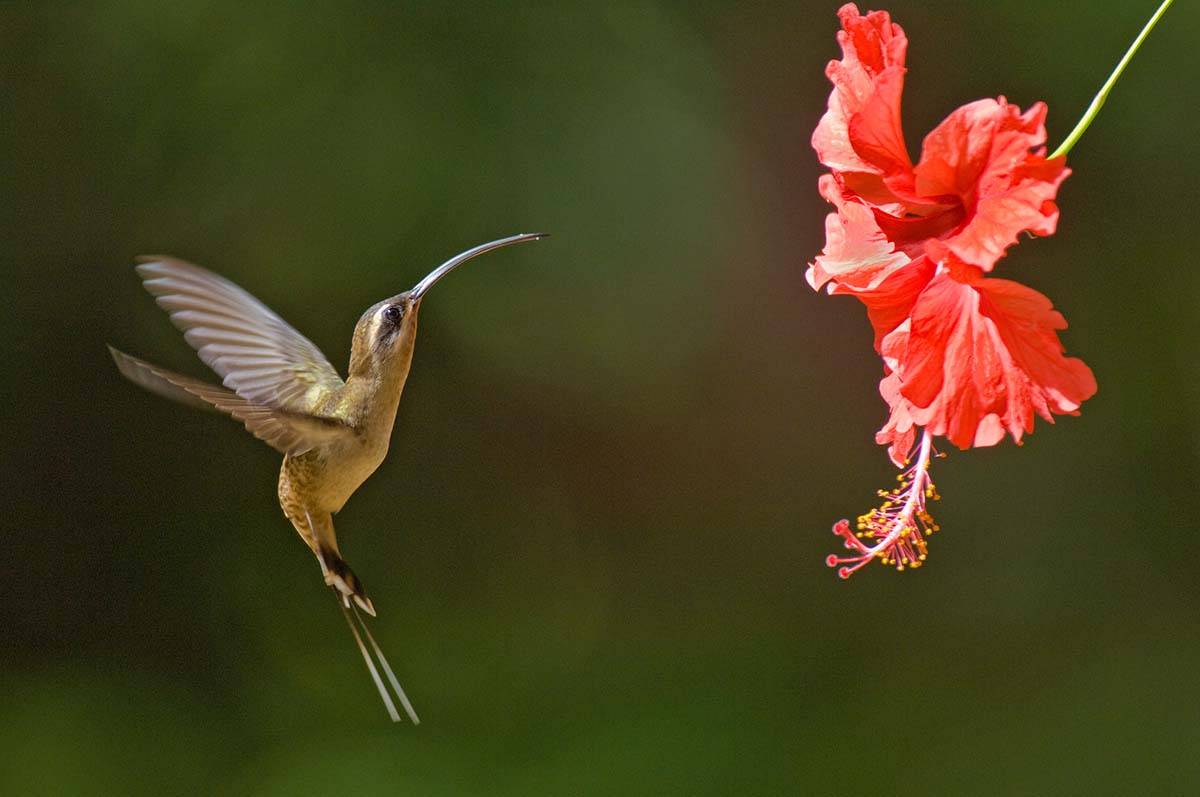 Little_hermit_hummingbird_2007_0027.jpg