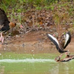 Black-bellied whistling duck, Belize