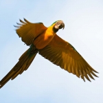 Blue_yellow_macaws_0016.jpg