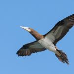 Brown booby, Belize