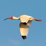 White_ibis_2008_0001.jpg