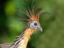 Feathered Creatures