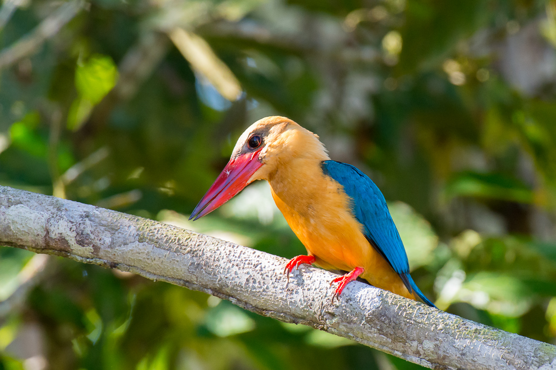 Colorful stork-billed kingfisher, Pelargopsis capensis, perching on a tree on the riverbank of the Kinabatangan river, rainforest of Sabah, Borneo, Malaysia, South East Asia.