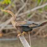 Anhinga_2011_0001.jpg